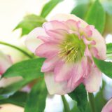 クリスマスローズ