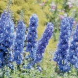 デルフィニウム