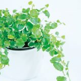 フィカス・プミラ