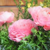 ラナンキュラス