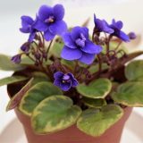 セントポーリア