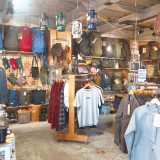 Cryptomeria japonica